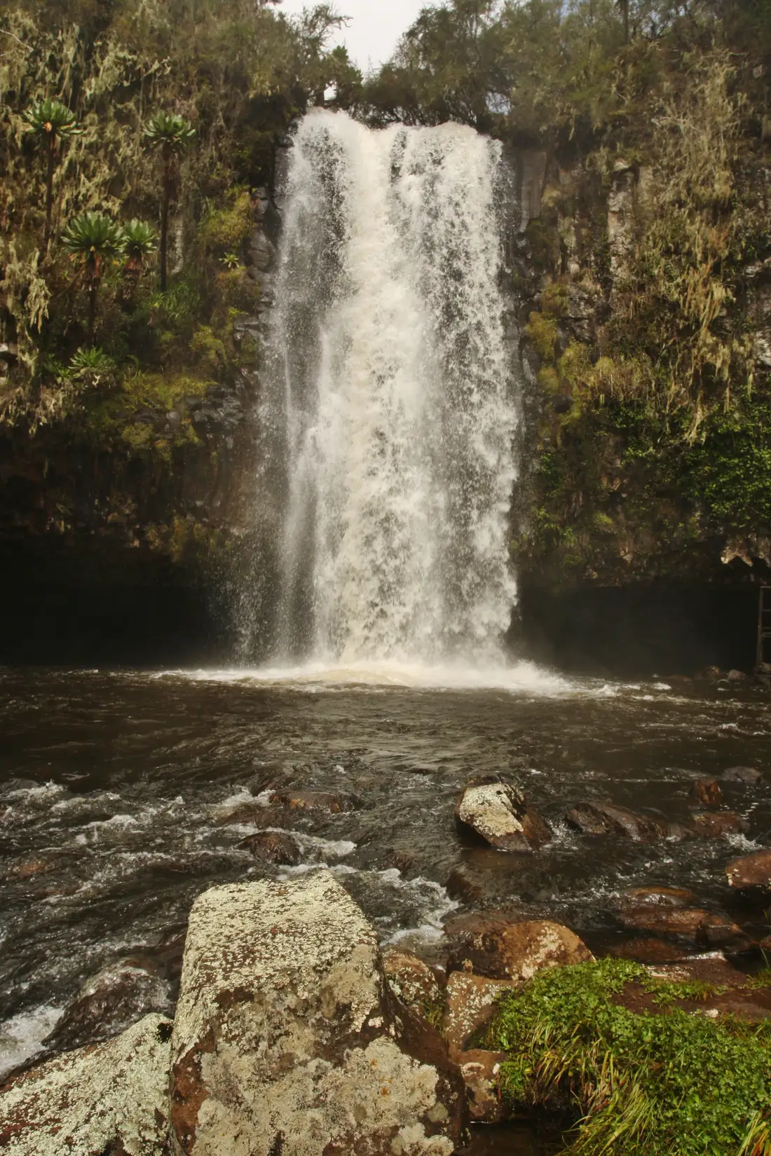 A waterfall falling through montane forest in the Aberdares