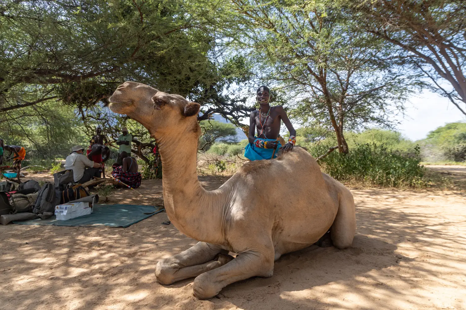 Camels carrying camp through the desert of northern Kenya