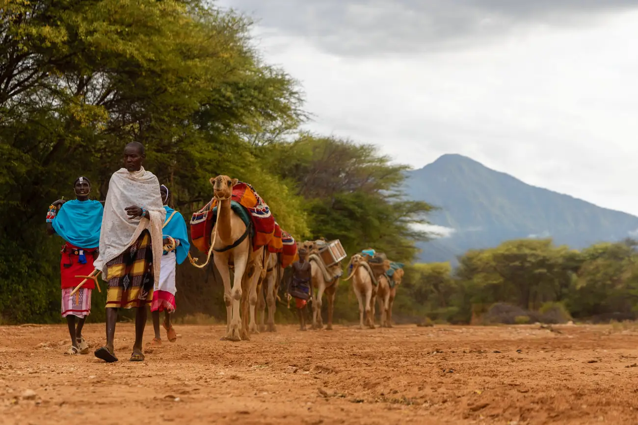 Camels carrying camp across the desert of northern Kenya