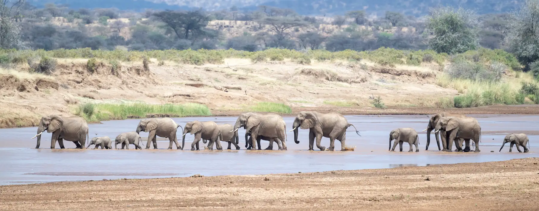 A herd of elephants crossing the Ewaso Nyiro river in Samburu