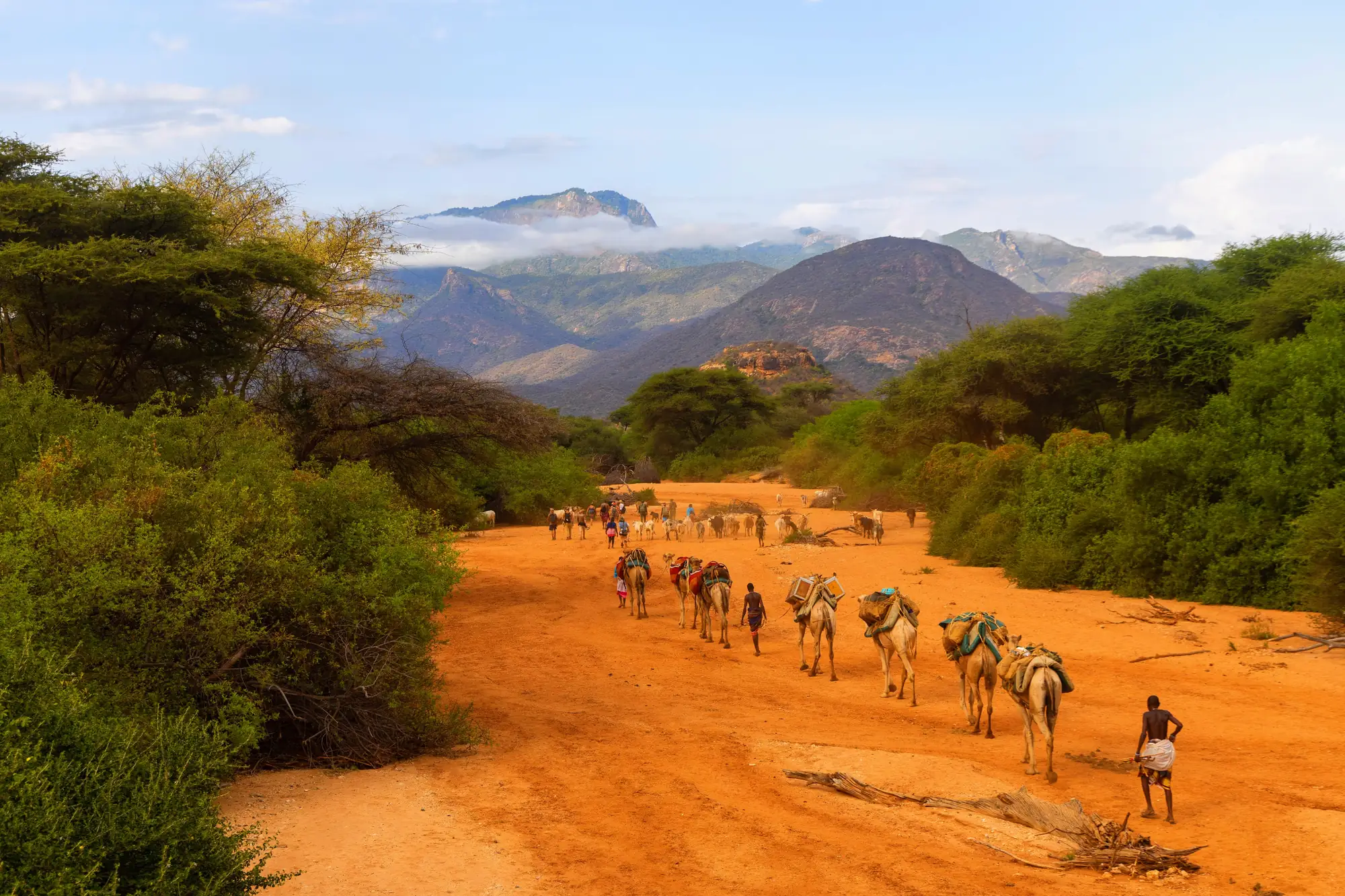 A camel caravan crossing a dry riverbed below the Ndoto mountains in northern Kenya