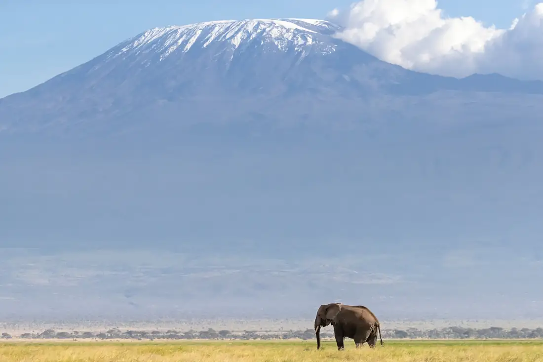 An elephant crossing the plains beneath Kilimanjaro