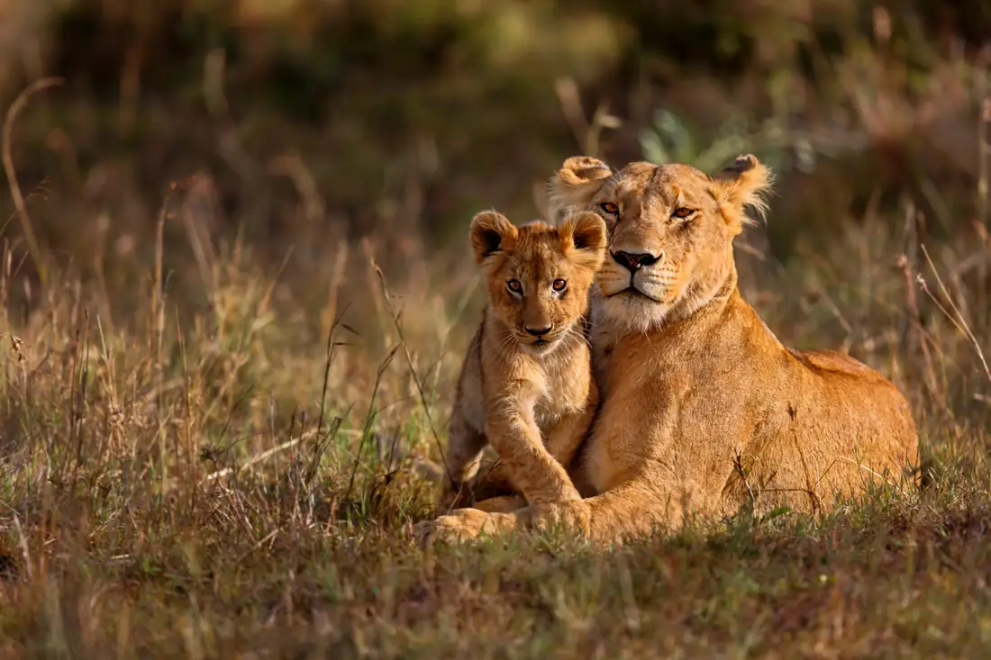 A lioness and cub resting in long grass in Laikipia