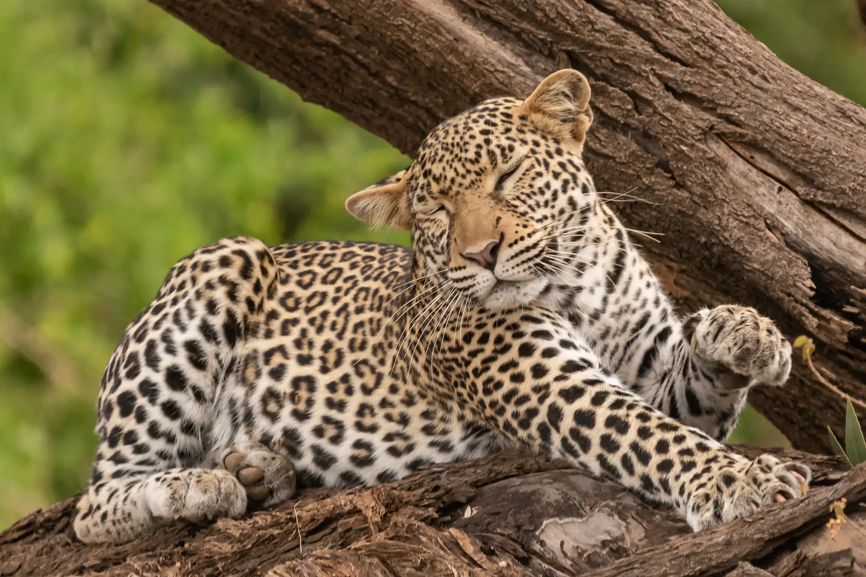 A leopard resting along the branch of a tree