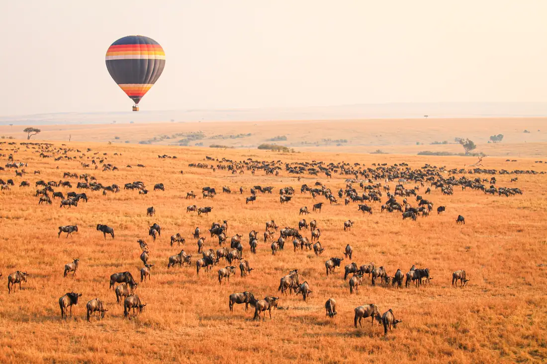 A balloon rising over wildebeest on the Masai Mara grasslands