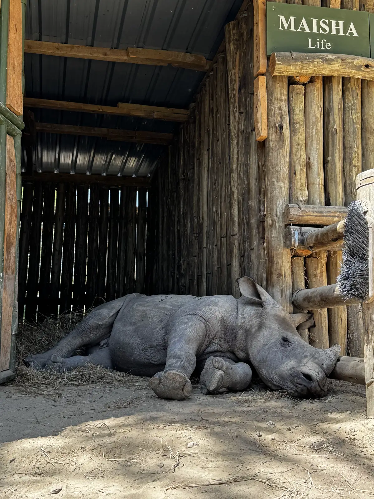 A rhino and calf on a private conservancy
