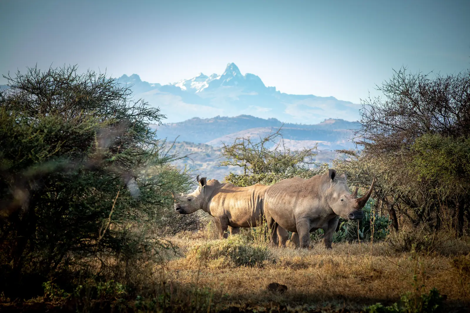 A rhino grazing with Mount Kenya behind