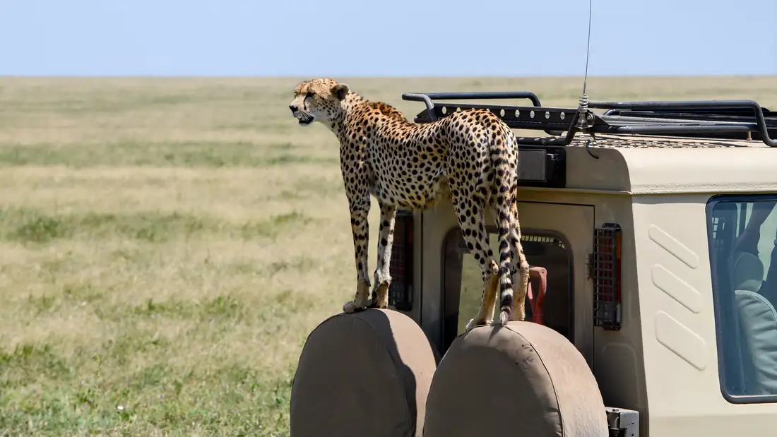 A cheetah standing on a safari vehicle in the Serengeti